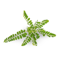 Bhuiamlaki Bhuiamlaki