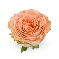 Country rose Country rose