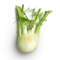 Fennel Fennel